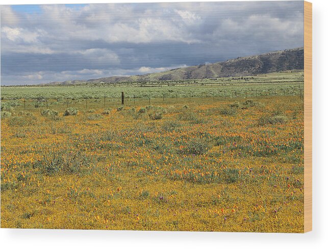 Poppies Field In Antelope Valley Wood Print featuring the photograph Poppies Field In Antelope Valley by Viktor Savchenko