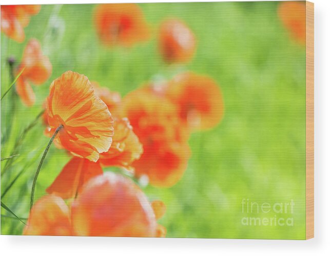 Cheryl Baxter Photography Wood Print featuring the photograph Poppies in the Sun by Cheryl Baxter