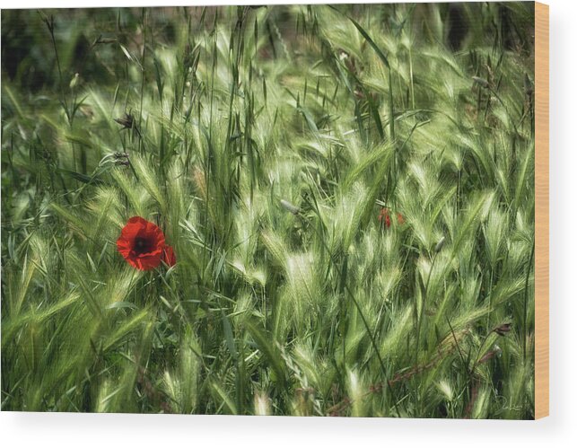 2014 Wood Print featuring the photograph Poppies in wheat by Raffaella Lunelli