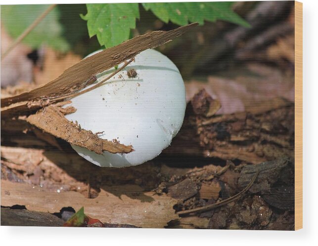 Mushroom Wood Print featuring the photograph Popping Up by Katherine White