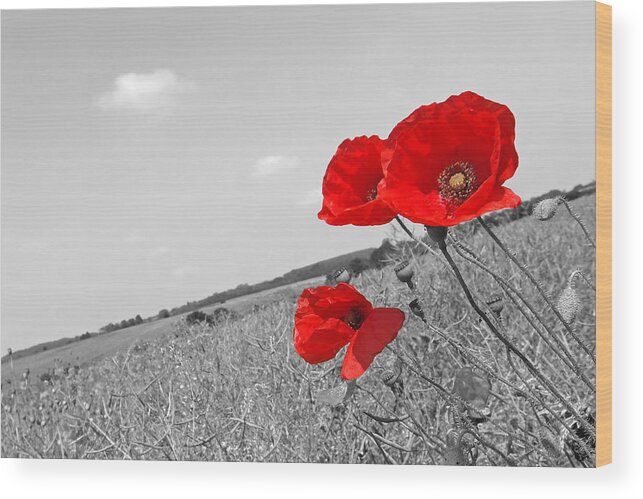 Poppy Field Wood Print featuring the photograph Poppy Fields 2 Black and White by Gill Billington