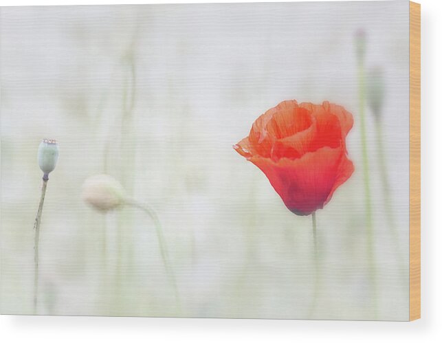 Poppy Wood Print featuring the photograph Poppy flower floating in the meadow by Dirk Ercken