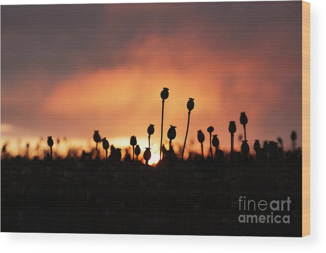 Papaver Somniferum Wood Print featuring the photograph Poppy Sunrise by Tim Gainey