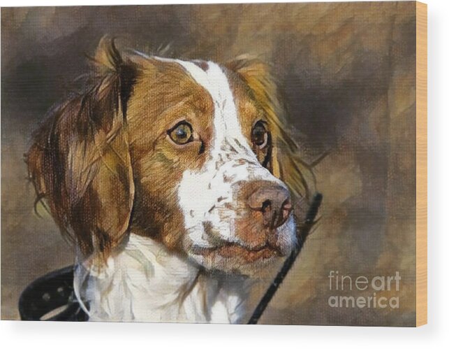 Brittany Wood Print featuring the photograph Portrait of a Brittany - D009983-a by Daniel Dempster