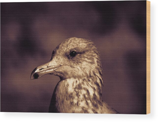 Bird Wood Print featuring the photograph Portrait of a Gull by Lora Lee Chapman