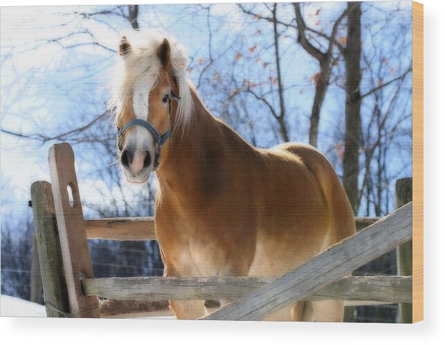 Horse Wood Print featuring the photograph Portrait of a Haflinger - Niko in Winter by Angela Rath