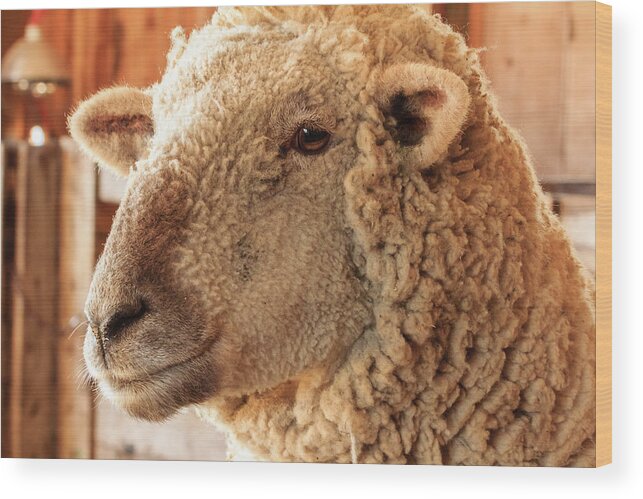 Farm Wood Print featuring the photograph Portrait of a Southdown Sheep by Joni Eskridge