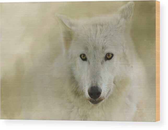 Jai Johnson Wood Print featuring the photograph Portrait of a Timber Wolf by Jai Johnson