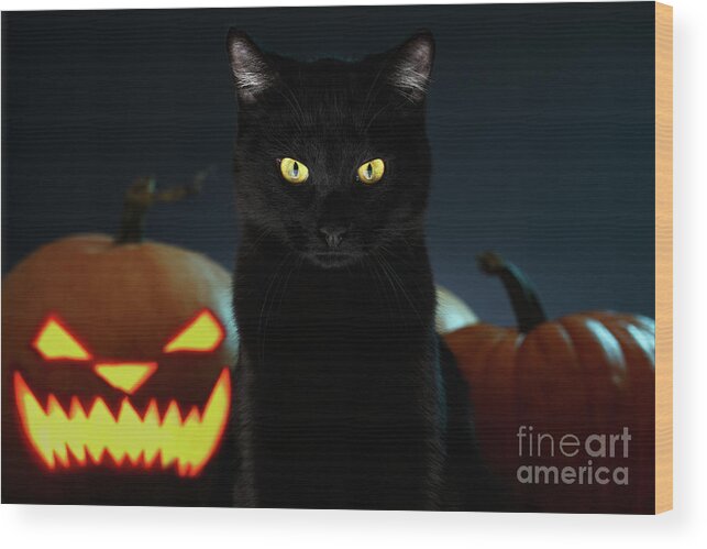 Portrait Wood Print featuring the photograph Portrait of Black Cat with pumpkin on Halloween by Sergey Taran