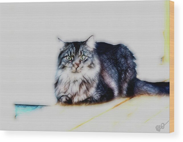 Maine Coon Wood Print featuring the photograph Portrait of Maine Coon, Mattie by Gina O'Brien