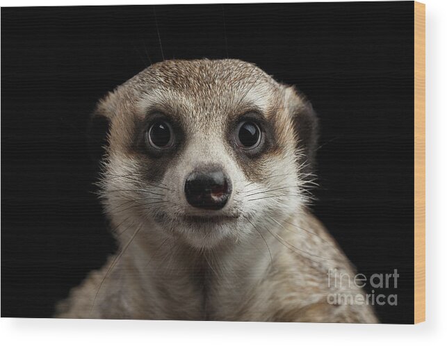 #faatoppicks Wood Print featuring the photograph Portrait of Meerkat on black background by Sergey Taran