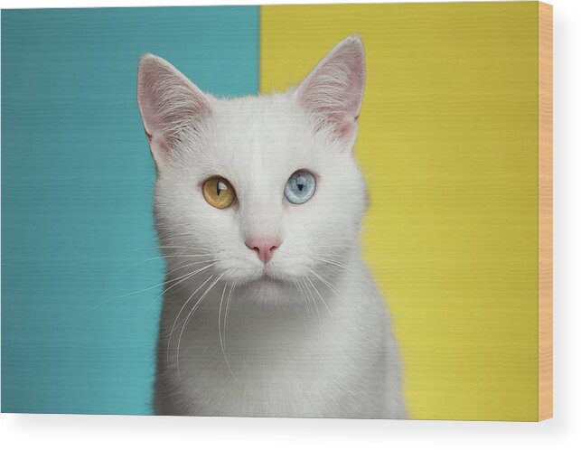 Cat Wood Print featuring the photograph Portrait of White Cat on Blue and Yellow Background by Sergey Taran