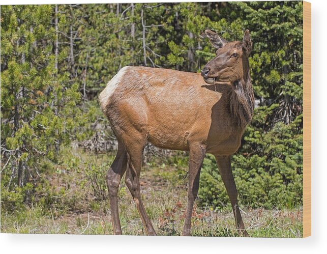 Yellowstone National Park Wood Print featuring the photograph Posing Elk by Willie Harper