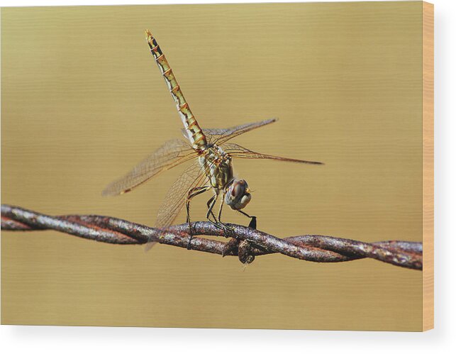 Dragonfly Wood Print featuring the photograph Posing For a picture by Abram House