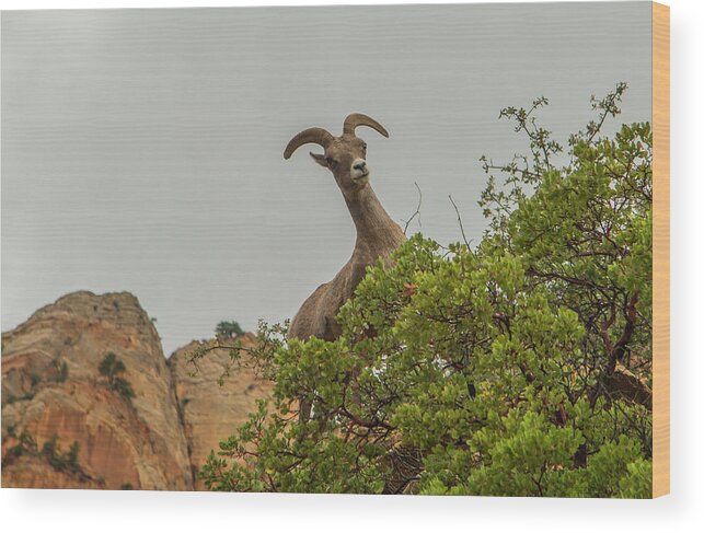 Mountain Sheep Wood Print featuring the photograph Posing for the Camera 2 by Doug Scrima
