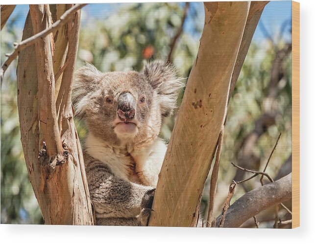 Koala Wood Print featuring the photograph Posing Koala by Catherine Reading
