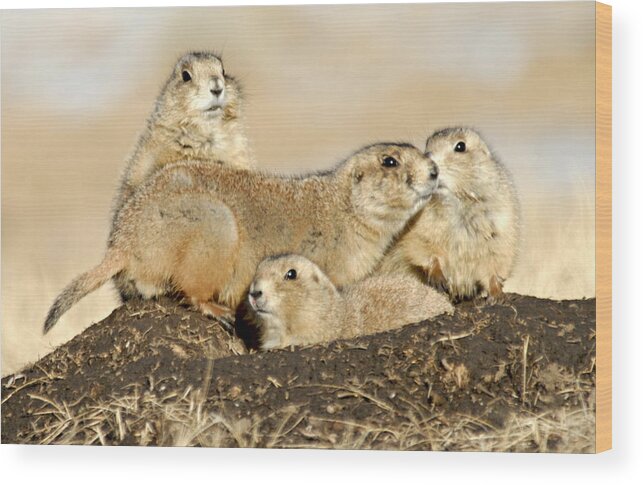 Custer State Park Wood Print featuring the photograph Prairie Dog Family Portrait by Larry Ricker