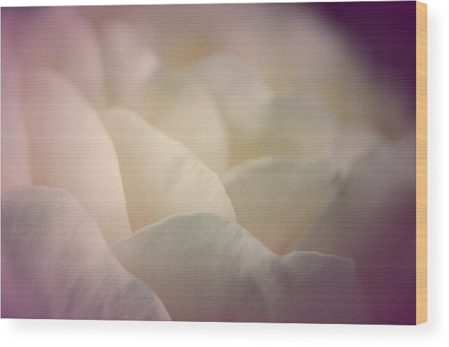  Wood Print featuring the photograph Pretty Cream Rose by The Art Of Marilyn Ridoutt-Greene