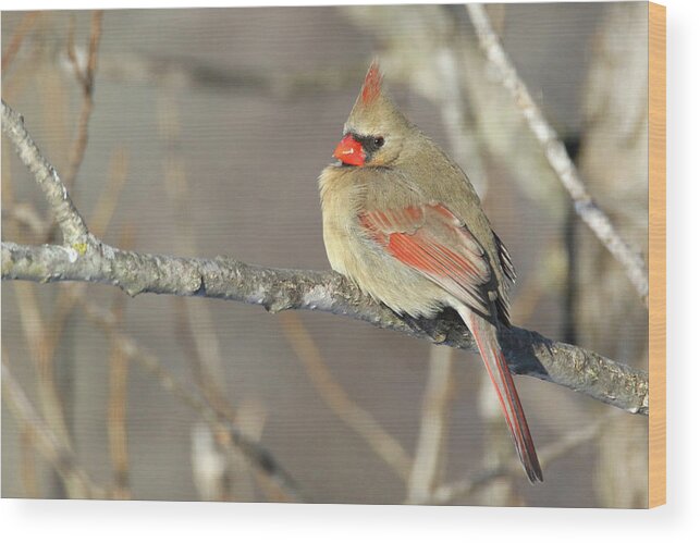 Cardinal Wood Print featuring the photograph Pretty Female Cardinal by Brook Burling