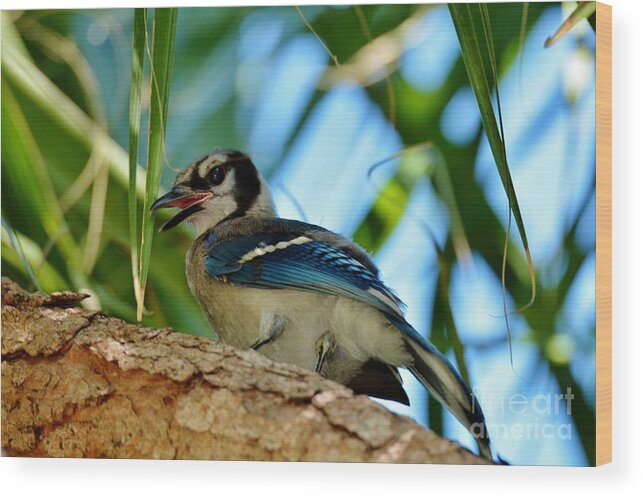 Blue Jay Wood Print featuring the photograph Pretty in Blue by Julie Adair