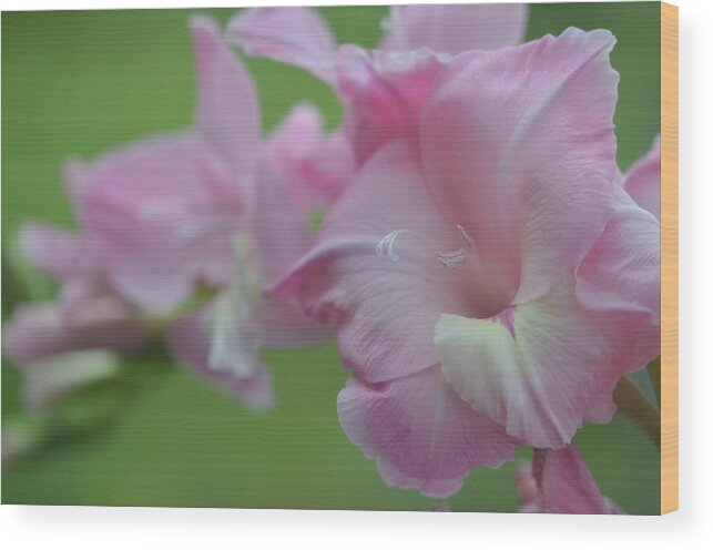 Gladiolas Wood Print featuring the photograph Pretty in Pink 2 by Teresa Tilley