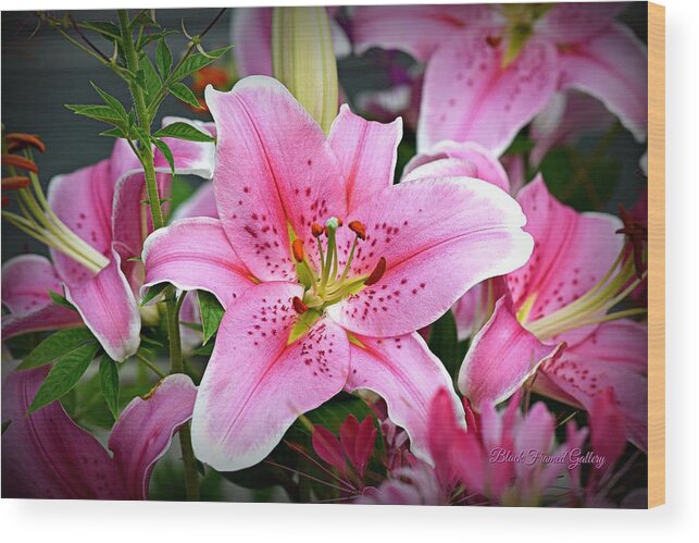 Daylily Wood Print featuring the photograph Pretty in Pink by Kurt Keller