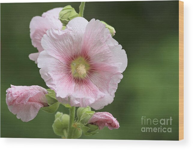 Flower Wood Print featuring the photograph Pretty in Pink by Teresa Zieba