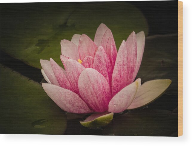 Flower Wood Print featuring the photograph Pretty in Pink by Terry Ann Morris