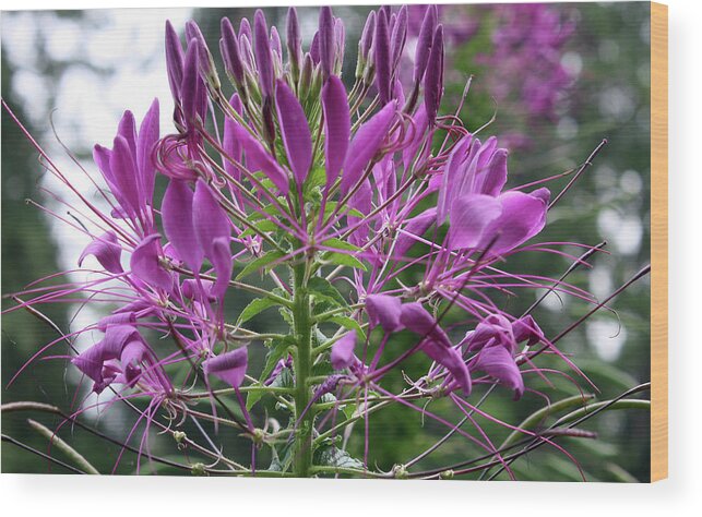 Flower Wood Print featuring the photograph Pretty in Purple by Ellen Tully