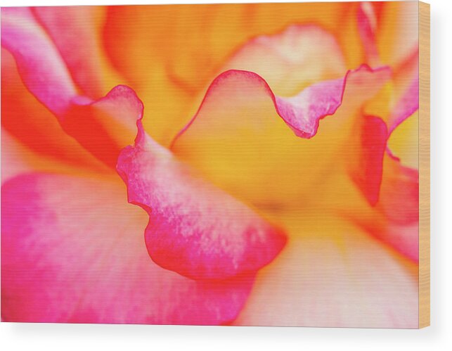 Valentine Wood Print featuring the photograph Pretty Petal Curves by Teri Virbickis