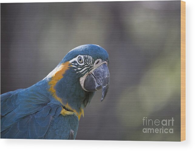 Macaw Wood Print featuring the photograph Pretty V4 by Douglas Barnard