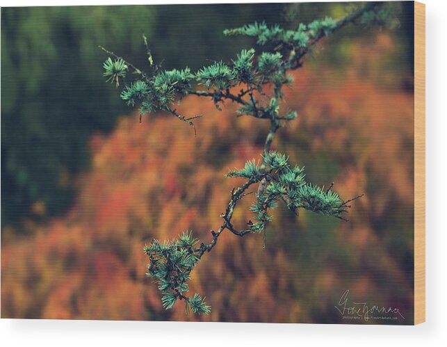 Nature Wood Print featuring the photograph Prickly Green by Gene Garnace