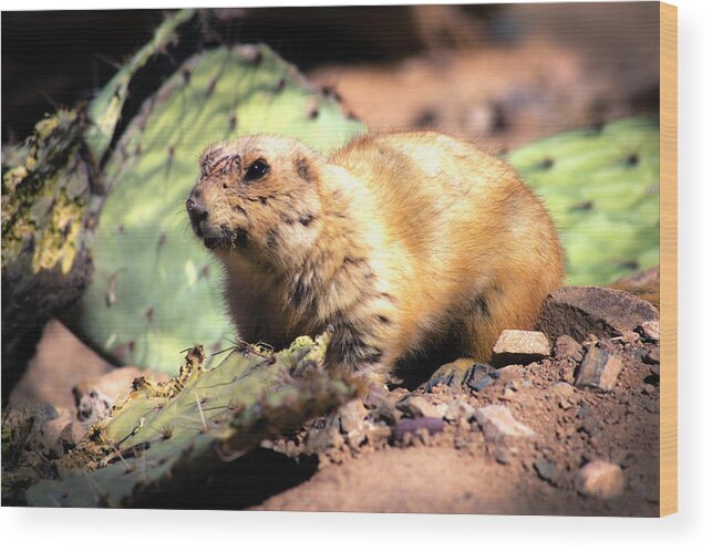 Prairie Dog Wood Print featuring the photograph Prickly Lunch by Mike Stephens