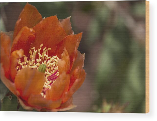 Prickly Pear Cactus Wood Print featuring the photograph Prickly Pear Bloom by Laura Pratt