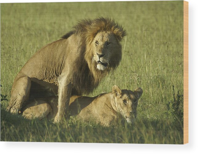 Africa Wood Print featuring the photograph Privacy Please by Michele Burgess