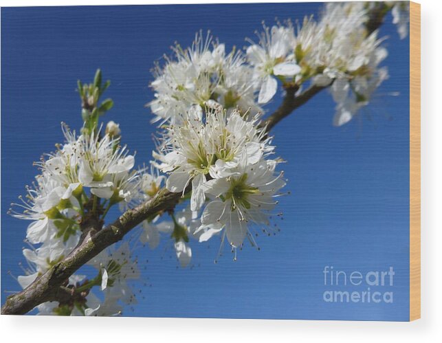 Bloom Wood Print featuring the photograph Promise of Spring by Jean Bernard Roussilhe
