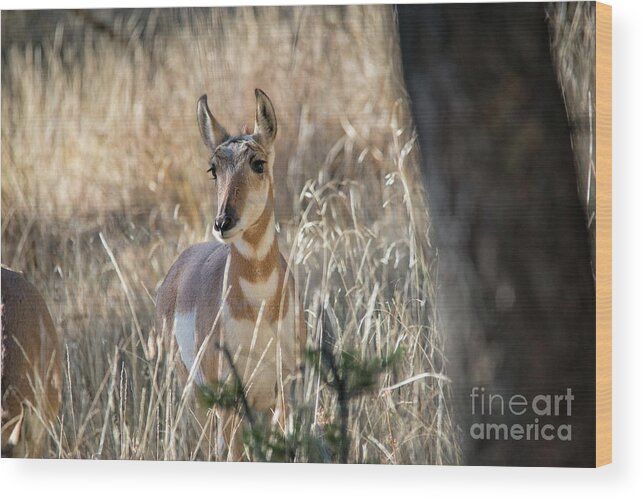 Pronghorn Wood Print featuring the photograph Pronghorn by Ed McDermott