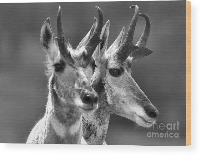 Pronghorn Wood Print featuring the photograph Pronghorn Pair Black And White by Adam Jewell
