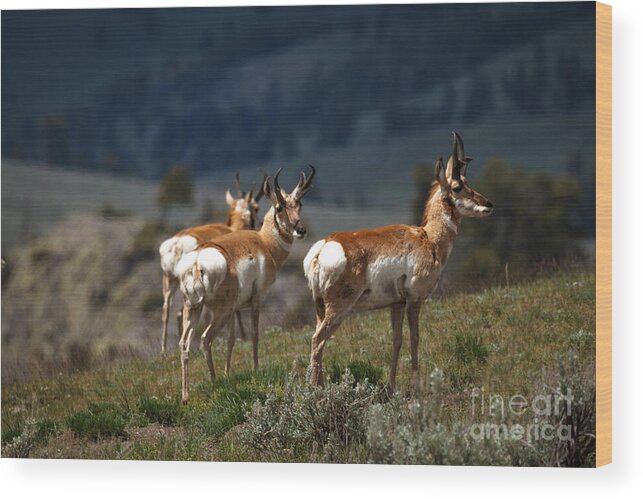 Pronghorn Wood Print featuring the photograph Pronghorns by Robert Bales