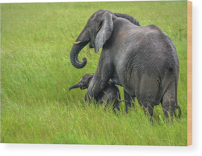 Elephants Wood Print featuring the photograph Protective elephant mom by Gaelyn Olmsted