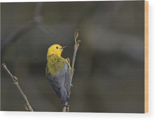 Canada Wood Print featuring the photograph Prothonotary Warbler 6 by Gary Hall