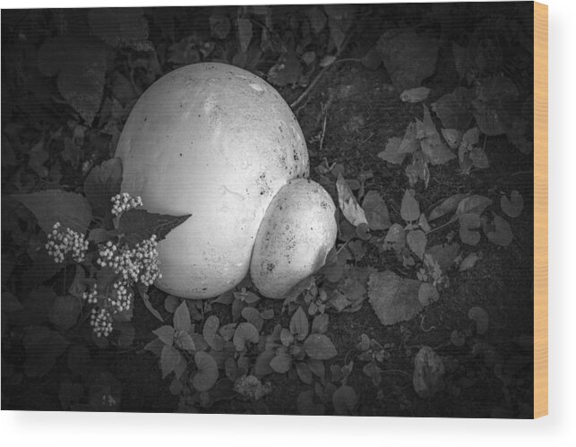 Puffball Wood Print featuring the photograph Puff The Magic Fungi by Ray Congrove