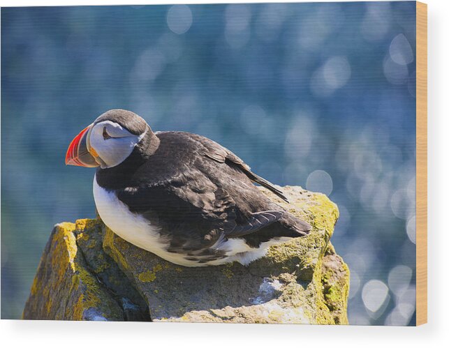 Puffin Wood Print featuring the photograph Puffin by Matthias Hauser