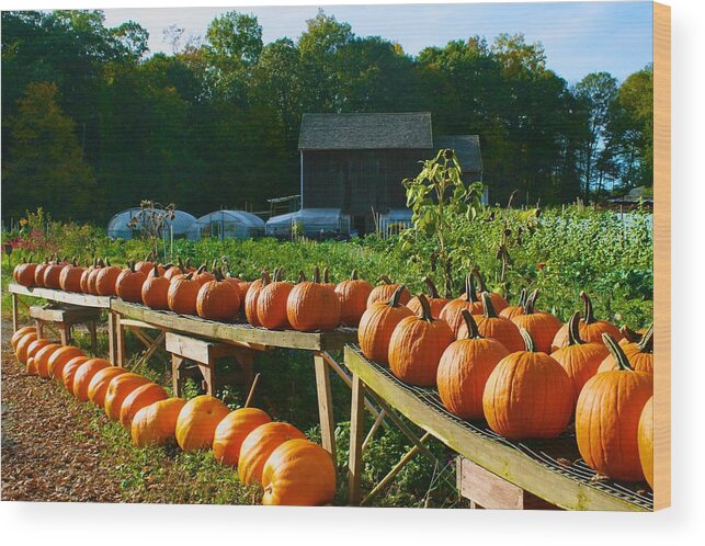  Wood Print featuring the photograph Pumpkins at Holbrook Farm by Polly Castor