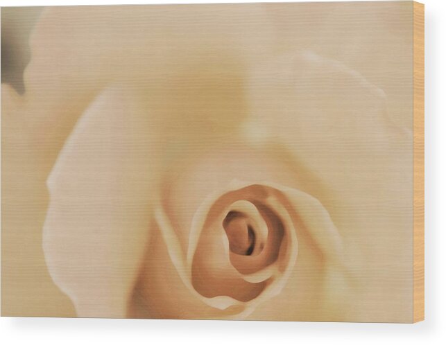 Rose Art Wood Print featuring the photograph Purest Beauty by The Art Of Marilyn Ridoutt-Greene