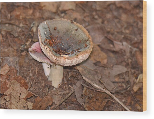 Fungi Wood Print featuring the photograph Purple-bloom Russula by Alan Lenk