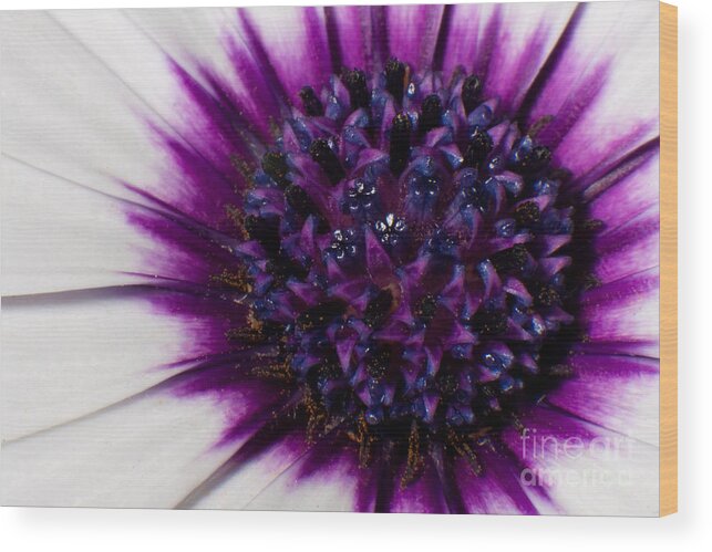 Fine Wood Print featuring the photograph Purple Color Burst by Michael Herb
