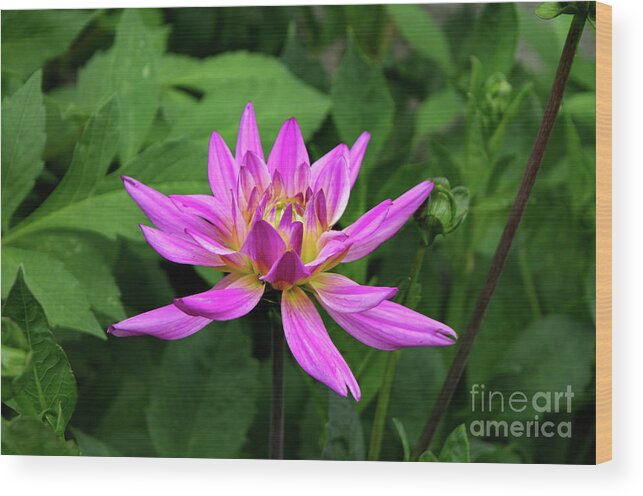 Michelle Meenawong Wood Print featuring the photograph Purple Dahlia by Michelle Meenawong