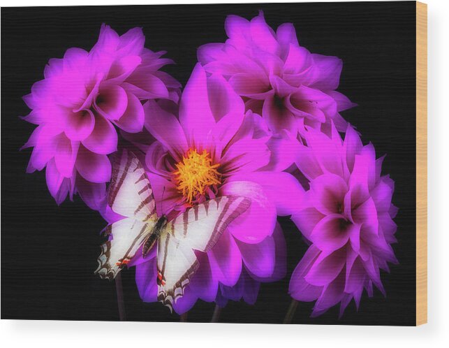 Butterfly Wood Print featuring the photograph Purple Dahlias And Butterfly by Garry Gay