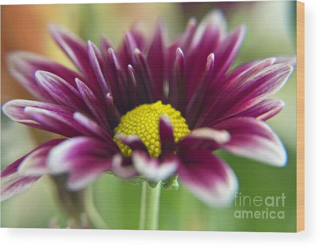 Wall Art Wood Print featuring the photograph Purple Daisy by Kelly Holm